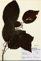 藏品(藤繡球)的圖片